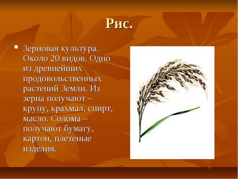 Рис. Зерновая культура. Около 20 видов. Одно из древнейших продовольственных ...
