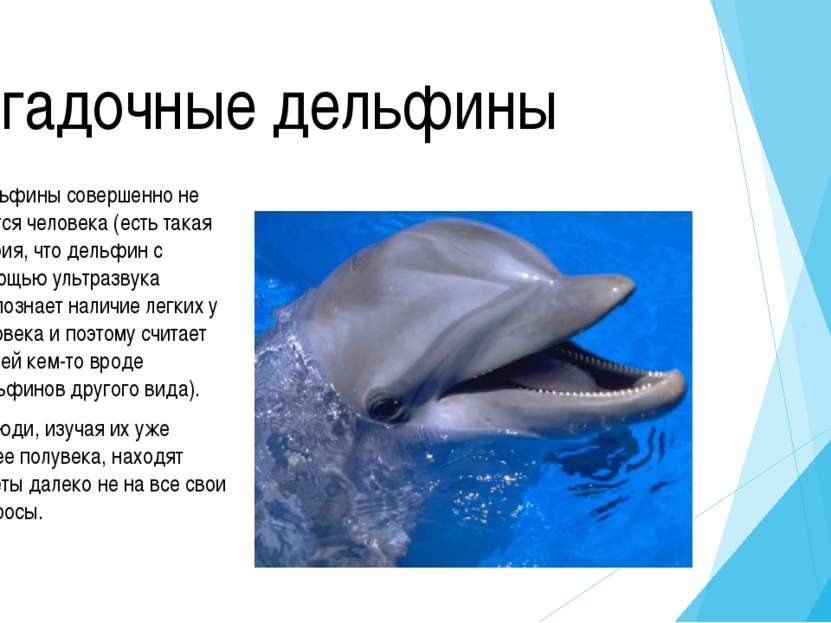 Дельфин У дельфинов очень развиты зрение и слух – на огромном расстоянии они ...