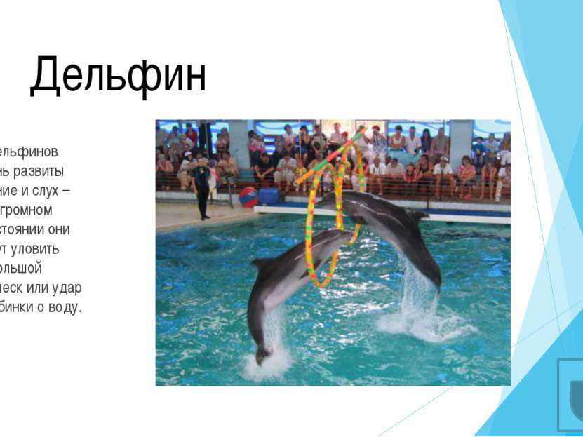 Выносливые дельфины Тело дельфинов устроено очень продуманно и функционально....