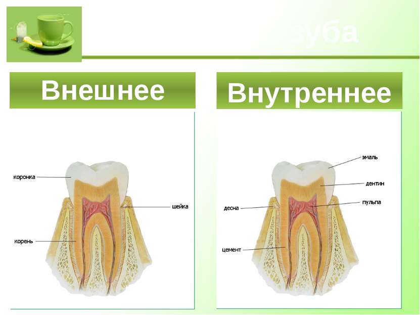 Строение зуба Внешнее Внутреннее