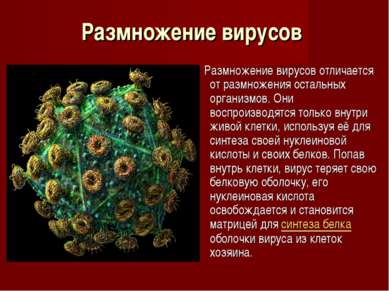 Размножение вирусов Размножение вирусов отличается от размножения остальных о...