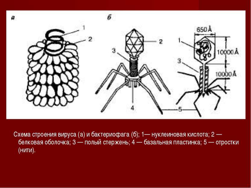 Схема строения вируса (а) и бактериофага (б); 1— нуклеиновая кислота; 2 — бел...