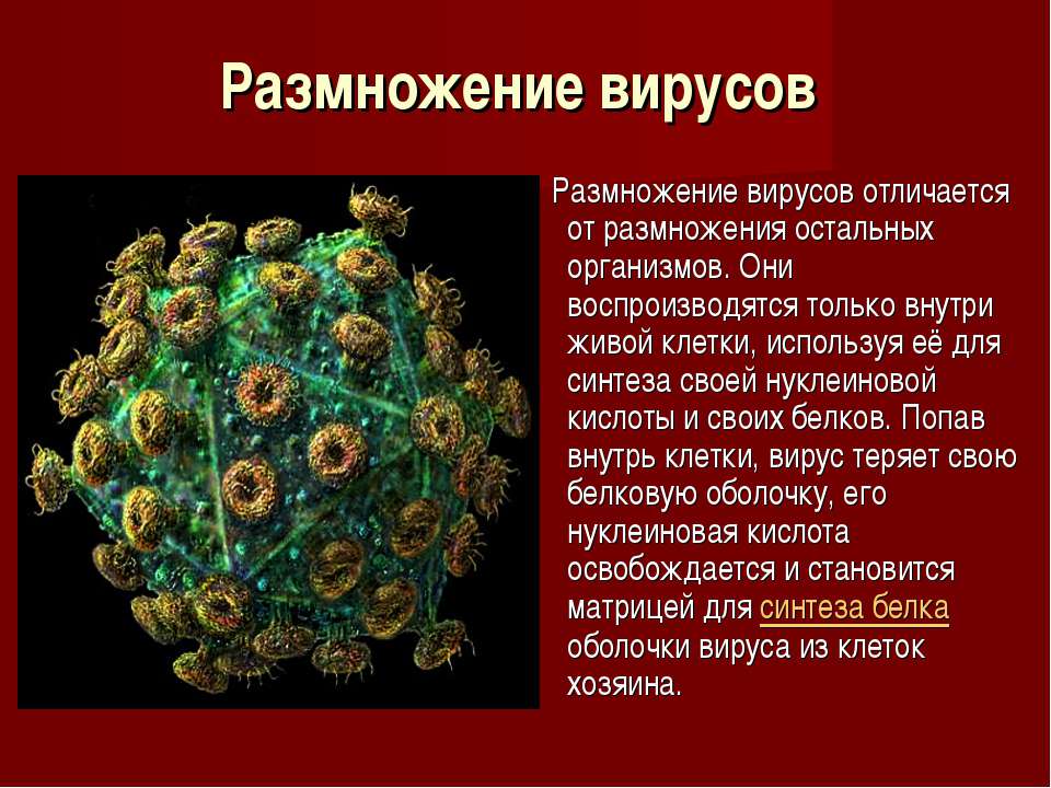 Чем отличается вирус от бактерии простыми словами. Вирусы животных и растений. Физиология вирусов. Вирусы от живых организмов. Размножение вирусов.