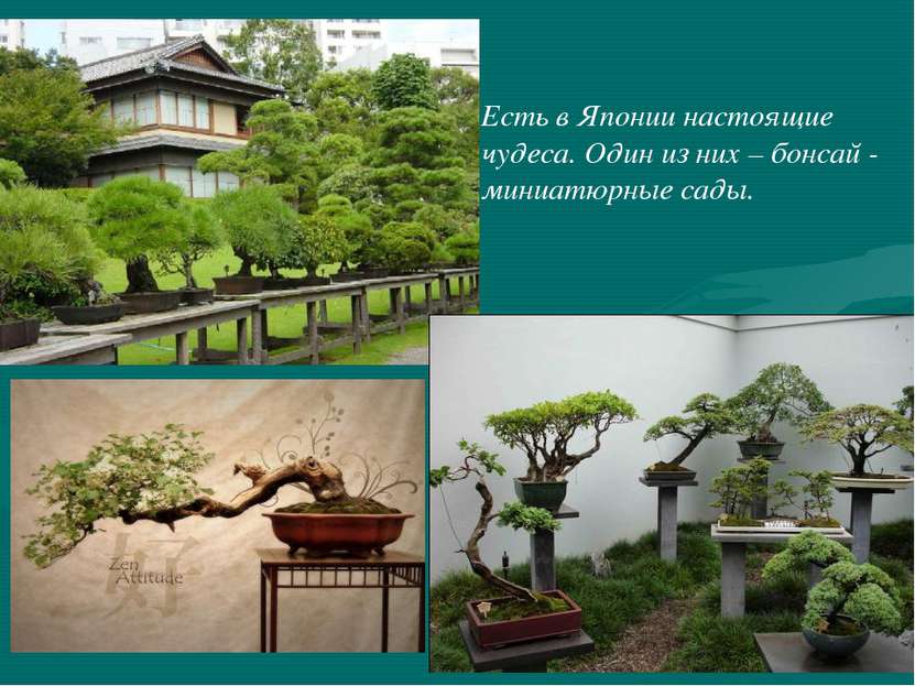 Есть в Японии настоящие чудеса. Один из них – бонсай - миниатюрные сады.