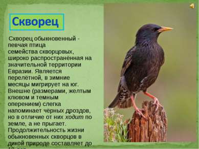 Скворец обыкновенный - певчая птица семейства скворцовых, широко распространё...
