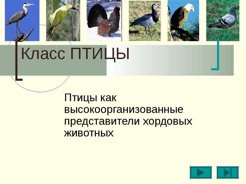 Класс ПТИЦЫ Птицы как высокоорганизованные представители хордовых животных