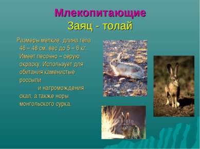 Млекопитающие Заяц - толай Размеры мелкие: длина тела 46 – 48 см, вес до 5 – ...