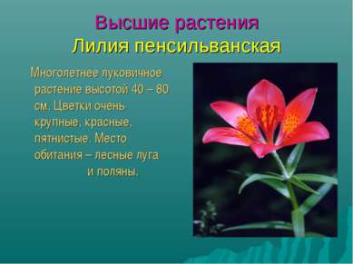 Высшие растения Лилия пенсильванская Многолетнее луковичное растение высотой ...