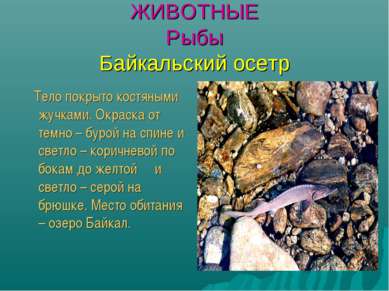 ЖИВОТНЫЕ Рыбы Байкальский осетр Тело покрыто костяными жучками. Окраска от те...