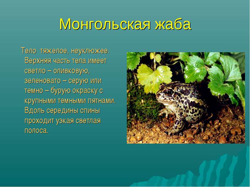 Монгольская жаба Тело тяжелое, неуклюжее. Верхняя часть тела имеет светло – о...