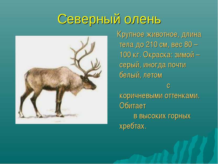 Северный олень Крупное животное, длина тела до 210 см, вес 80 – 100 кг. Окрас...