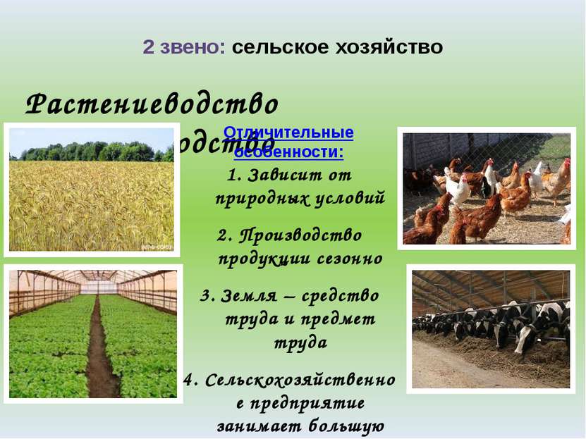 2 звено: сельское хозяйство Растениеводство Животноводство Отличительные особ...