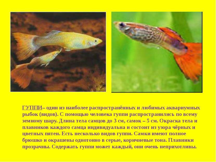 ГУППИ– один из наиболее распространённых и любимых аквариумных рыбок (видов)....