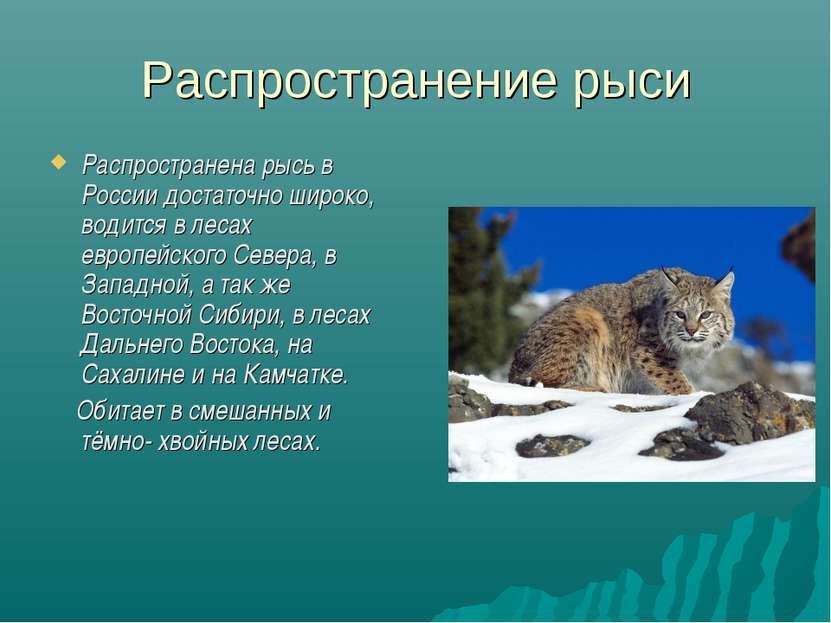 Распространение рыси Распространена рысь в России достаточно широко, водится ...