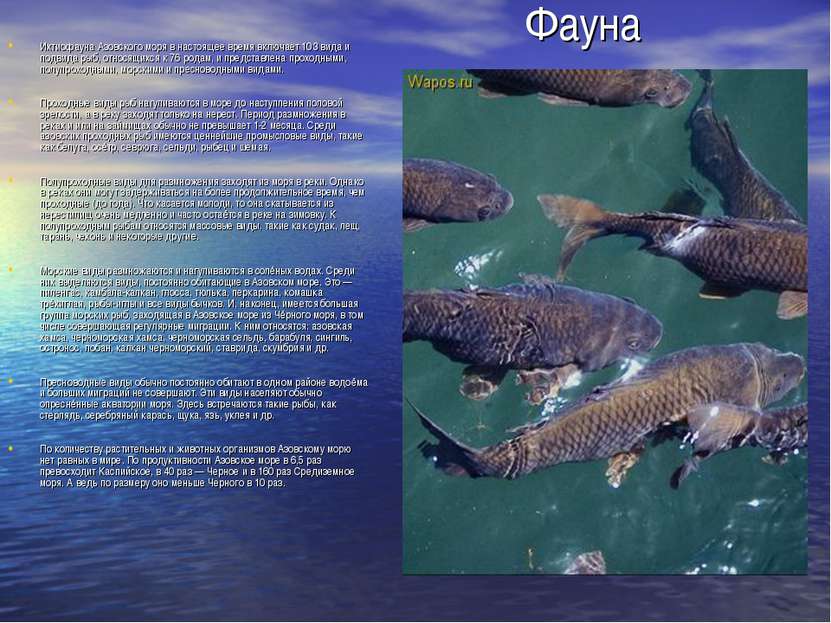Фауна Ихтиофауна Азовского моря в настоящее время включает 103 вида и подвида...