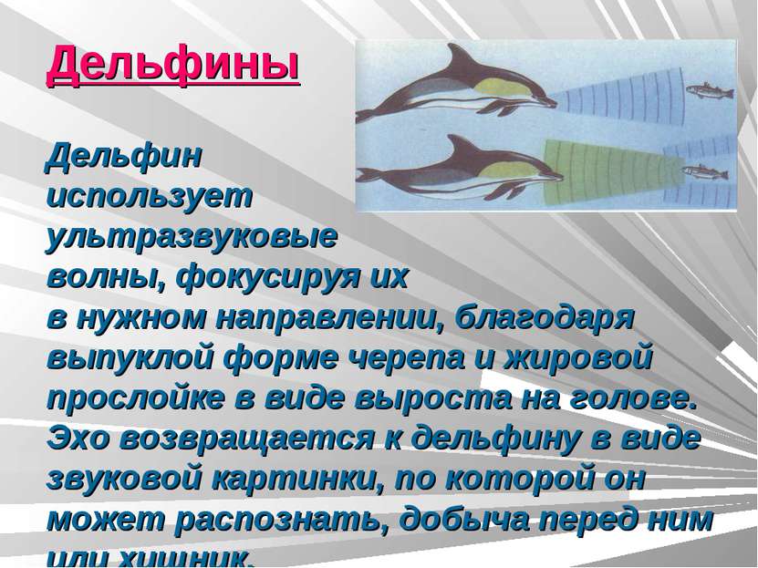Дельфины Дельфин использует ультразвуковые волны, фокусируя их в нужном напра...