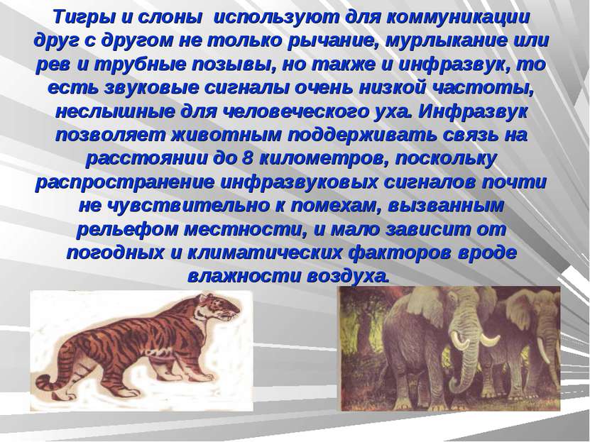 Тигры и слоны используют для коммуникации друг с другом не только рычание, му...
