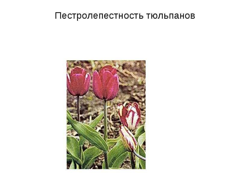Пестролепестность тюльпанов