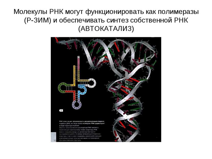 Молекулы РНК могут функционировать как полимеразы (Р-ЗИМ) и обеспечивать синт...