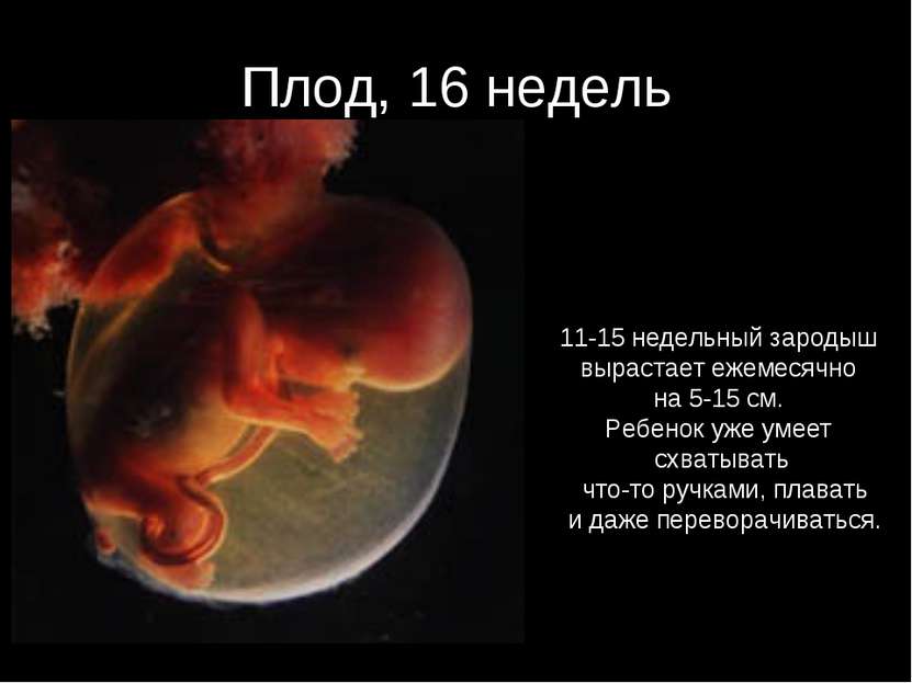 Плод, 16 недель 11-15 недельный зародыш вырастает ежемесячно на 5-15 см. Ребе...