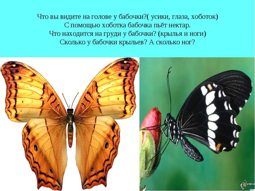 Что вы видите на голове у бабочки?( усики, глаза, хоботок) С помощью хоботка ...