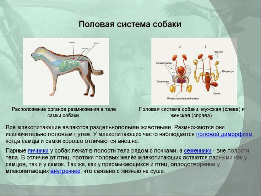Внутреннее строение млекопитающих кратко. Строение млекопитающих. Системы органов млекопитающих. Внешнее и внутреннее строение млекопитающих. Внутренная строени млекопитающие.