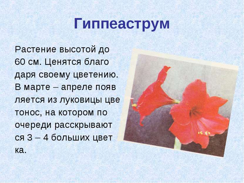 Гиппеаструм Растение высотой до 60 см. Ценятся благо даря своему цветению. В ...
