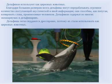 Дельфинов используют как цирковых животных. Благодаря большим размерам мозга ...