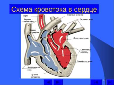* Схема кровотока в сердце Левый желудочек Левое предсердие Легочные вены Лег...