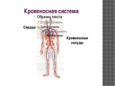 Кровеносная система Сердце Кровеносные сосуды