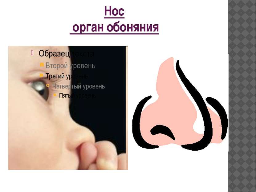 Нос орган обоняния