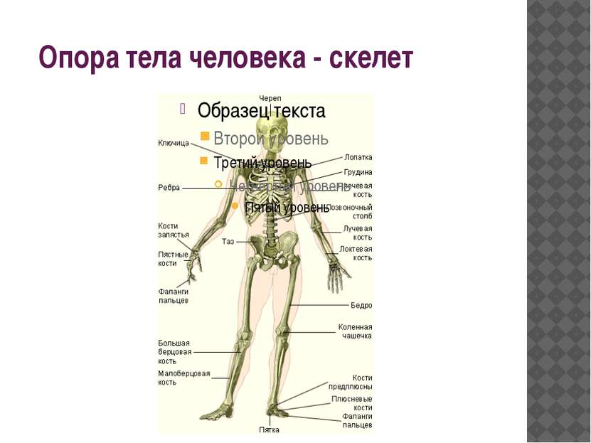 Опора тела человека - скелет