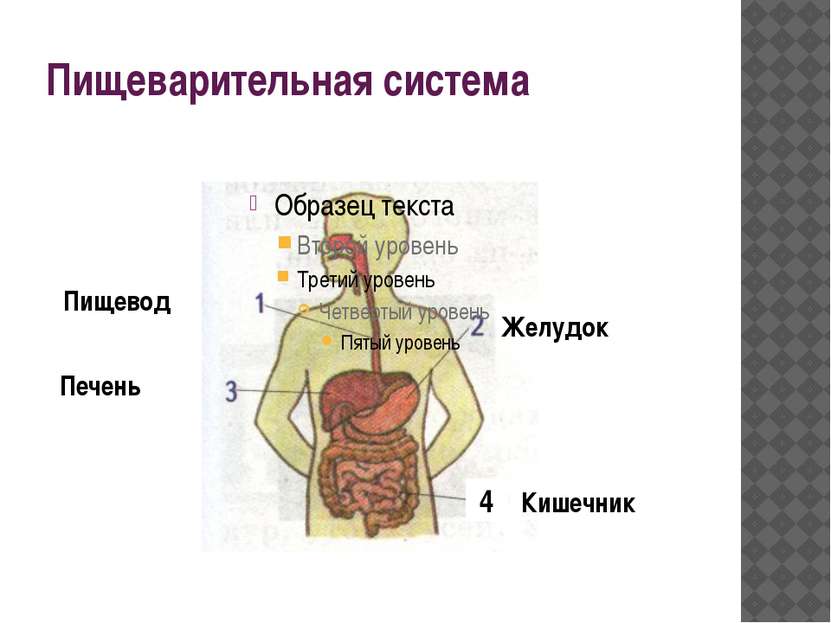 Пищеварительная система 4 Пищевод Желудок Печень Кишечник