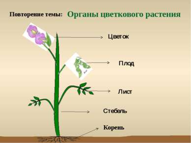 Органы цветкового растения Стебель Лист Цветок Плод Корень Повторение темы: