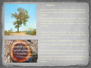 Квебрахо (или кебрачо) – это название не одного, а целых трех видов деревьев,...