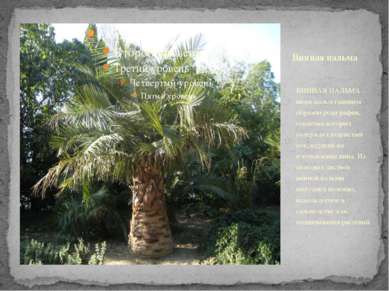 Винная пальма ВИННАЯ ПАЛЬМА - виды пальм главным образом рода рафия, соцветия...