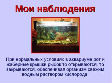 Мои наблюдения При нормальных условиях в аквариуме рот и жаберные крышки рыбо...