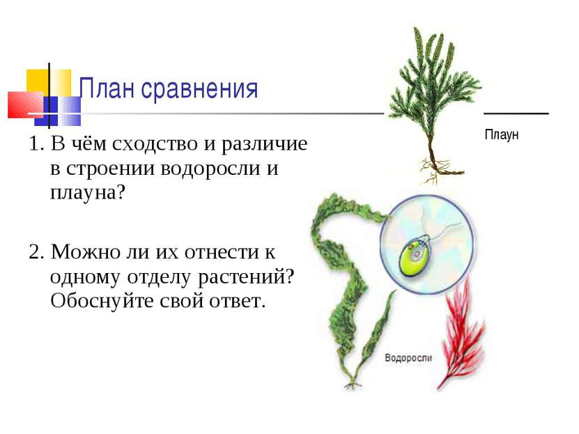 План сравнения 1. В чём сходство и различие в строении водоросли и плауна? 2....