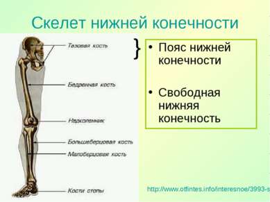 Скелет нижней конечности http://www.otfintes.info/interesnoe/3993-skelet-nizh...