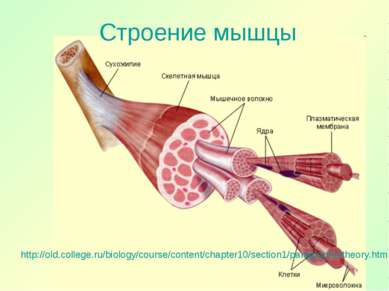 Строение мышцы http://old.college.ru/biology/course/content/chapter10/section...