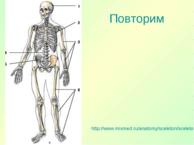 Повторим http://www.mixmed.ru/anatomy/sceleton/sceletonus/