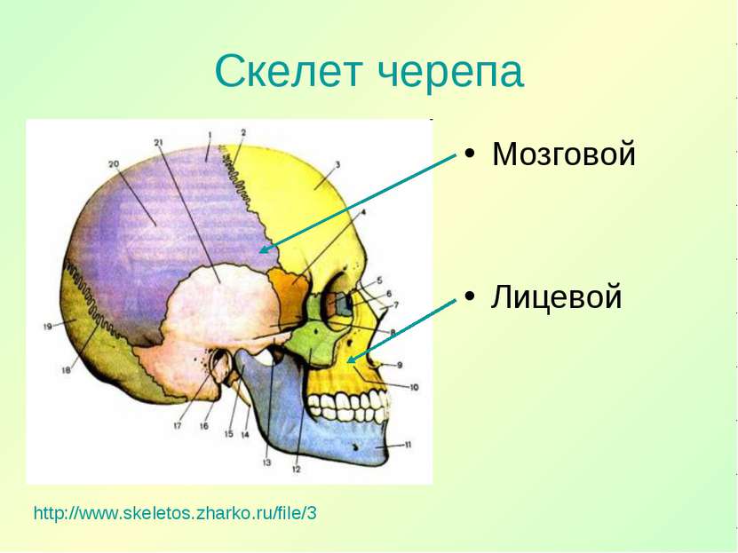 Скелет черепа http://www.skeletos.zharko.ru/file/3 Мозговой Лицевой