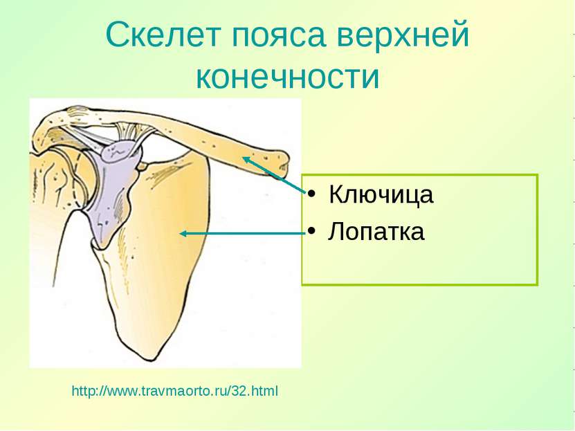 Скелет пояса верхней конечности Ключица Лопатка http://www.travmaorto.ru/32.html