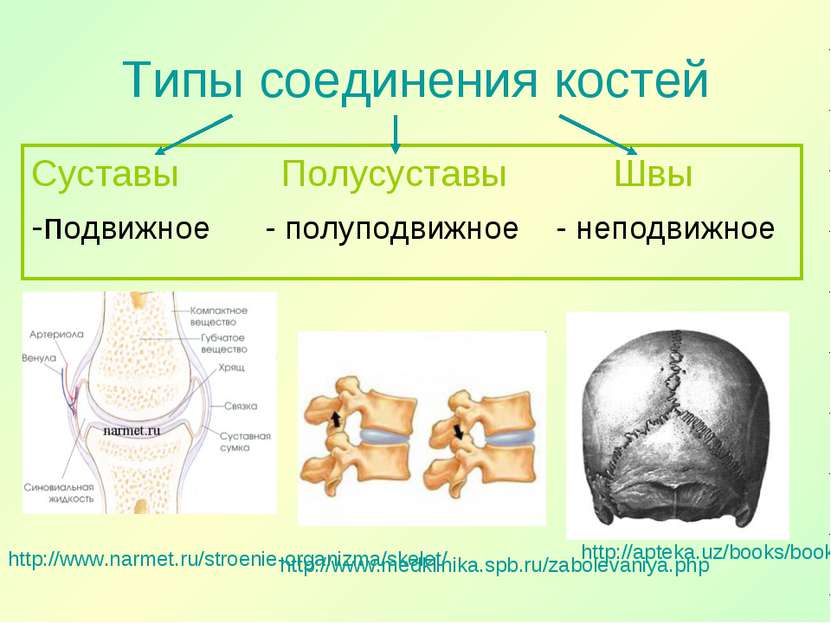 Типы соединения костей Суставы Полусуставы Швы -подвижное - полуподвижное - н...