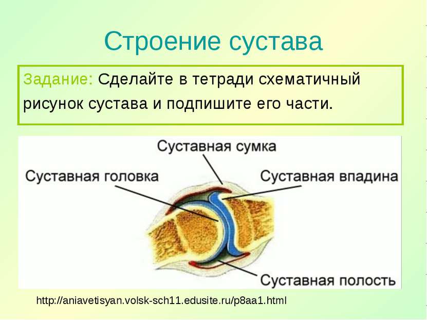 Строение сустава http://aniavetisyan.volsk-sch11.edusite.ru/p8aa1.html Задани...