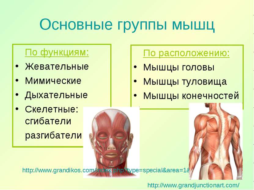 Основные группы мышц По функциям: Жевательные Мимические Дыхательные Скелетны...