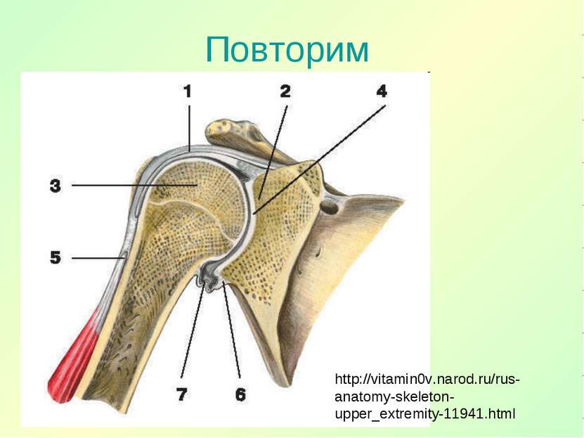 Повторим http://vitamin0v.narod.ru/rus-anatomy-skeleton-upper_extremity-11941...