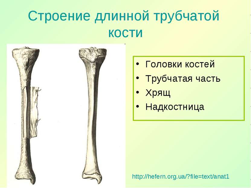 Строение длинной трубчатой кости Головки костей Трубчатая часть Хрящ Надкостн...
