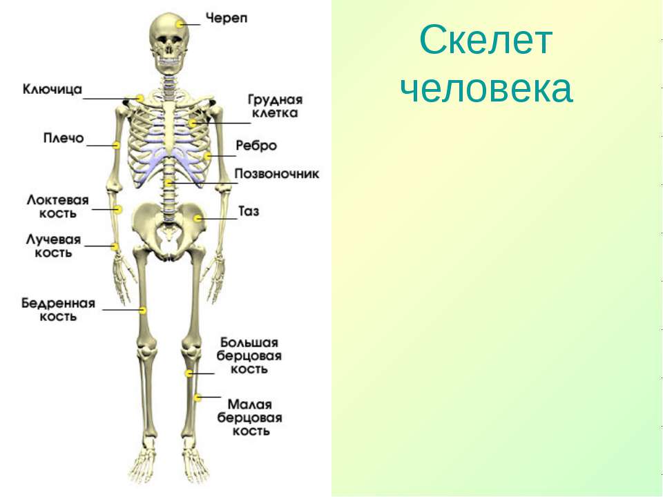 Впр скелета. Укажите основные части скелета человека. Скелет человека строение 4 класс. Скелет человека с названием костей 4 класс. Название частей скелета 3 класс.