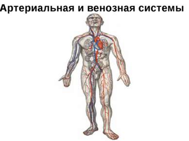 Артериальная и венозная системы